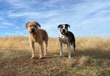 Two dogs amidst brown grass of winter field.