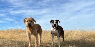 Two dogs amidst brown grass of winter field.