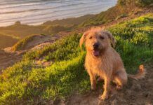 The author's cute brown dog perched over a cliff looking at the picture taker.