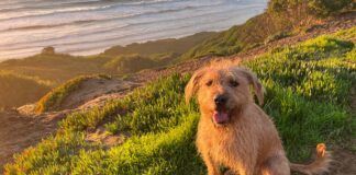 The author's cute brown dog perched over a cliff looking at the picture taker.