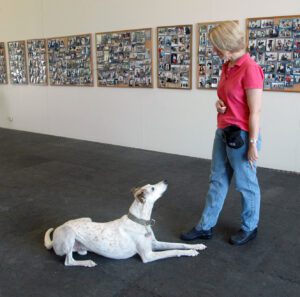 A trainer stands next to a dog after it laid down after being cued by a clicker.