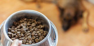 best dry dog food