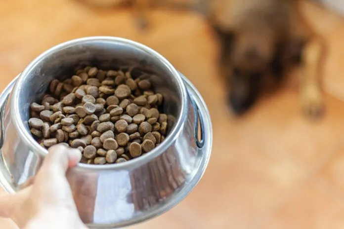 Close-up of a feeder with dog food. In the background a German shepherd dog waiting best dry dog food