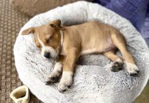 A small brown puppy sleeping through the night in his bed.