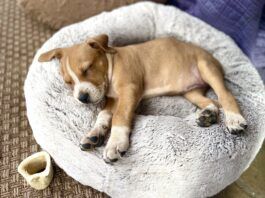 A small brown puppy sleeping through the night in his bed.