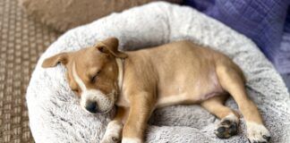 A small brown puppy sleeping through the night in his bed.