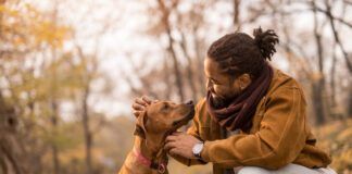 Cheerful young African American man showing love to his dog a Rhodesian Ridgeback.