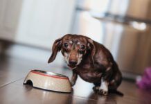 Cute older dappled Dachshund With Paralyses Legs Eating Pet Food At The Kitchen And Looking At Camera.