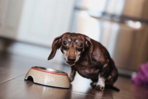 Cute older dappled Dachshund With Paralyses Legs Eating Pet Food At The Kitchen And Looking At Camera.