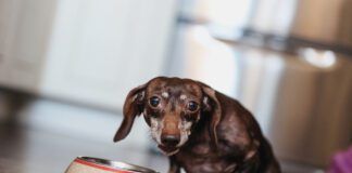 Cute older dappled Dachshund With Paralyses Legs Eating Pet Food At The Kitchen And Looking At Camera.
