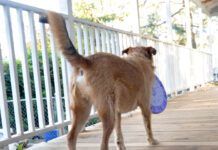 A medium sized brown dog with a puzzle throw in his mouth facing away from the camera.
