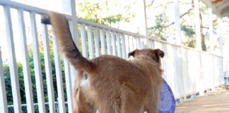 A medium sized brown dog with a puzzle throw in his mouth facing away from the camera.