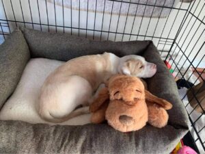 A light colored puppy sleeps with his head atop a snuggle toy that simulates a heartbeat.