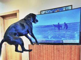 Some dogs do watch TV and react to whatever they see on the screen.