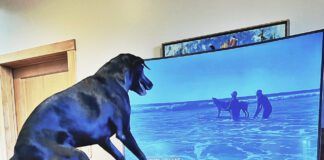 Some dogs do watch TV and react to whatever they see on the screen.