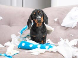 Destructive Chewing eBook from Whole Dog Journal