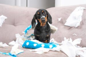 Destructive Chewing eBook from Whole Dog Journal