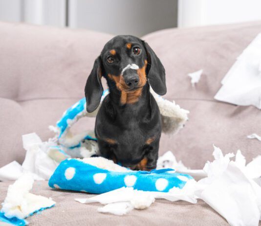 Destructive Chewing eBook from Whole Dog Journal