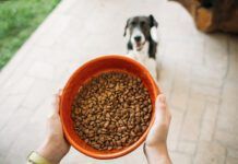The Dog Diet Answer Book from Whole Dog Journal