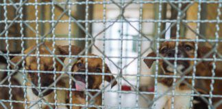 Puppies await adoption in shelter.