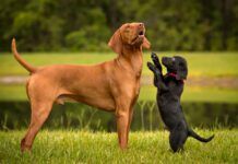 Puppies can be around other dogs at around 8 or 10 weeks old.