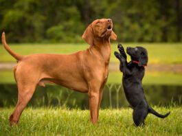 Puppies can be around other dogs at around 8 or 10 weeks old.