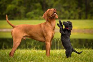 Puppies can be around other dogs at around 8 or 10 weeks old.