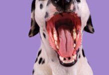Dogs can get throat infections like strep throat, but not from a human.