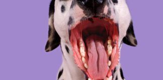 Dogs can get throat infections like strep throat, but not from a human.