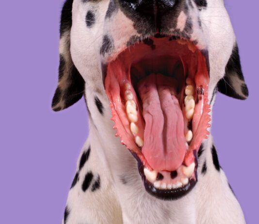 Dogs can get throat infections like strep throat, but not from a human.