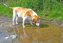 Giardia in dogs is a protozoal infection associated with drinking unsafe water.