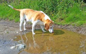 Giardia in dogs is a protozoal infection associated with drinking unsafe water.