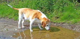 Giardia in dogs is a protozoal infection associated with drinking unsafe water.