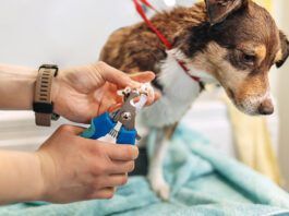 Cutting too high when clipping a dog nails is possible. Stopping a dogs nails bleeding is fairly simple.