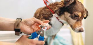 Cutting too high when clipping a dog nails is possible. Stopping a dogs nails bleeding is fairly simple.