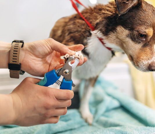 Cutting too high when clipping a dog nails is possible. Stopping a dogs nails bleeding is fairly simple.