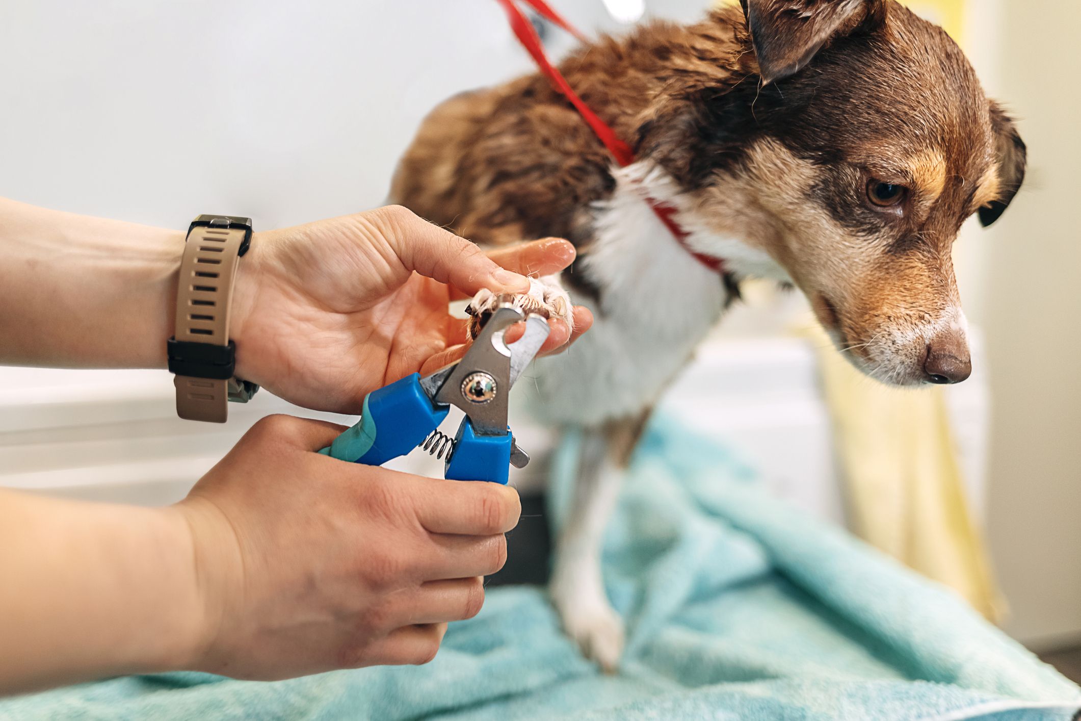 Nail Cutting for Dogs | North End Veterinary Clinic