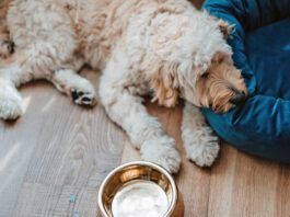 Goldendoodle puppy feeling unwell.