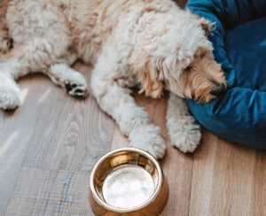 Goldendoodle puppy feeling unwell.