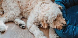 Goldendoodle puppy feeling unwell.