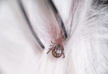 Tick paralysis in dogs is caused by a neurotoxin injected by a feeding tick.