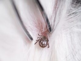 Tick paralysis in dogs is caused by a neurotoxin injected by a feeding tick.