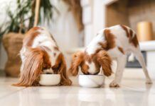 Bloat in dogs can be caused due to eating too swiftly.