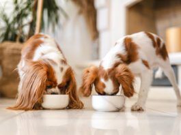 Bloat in dogs can be caused due to eating too swiftly.
