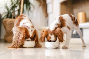 Bloat in dogs can be caused due to eating too swiftly.