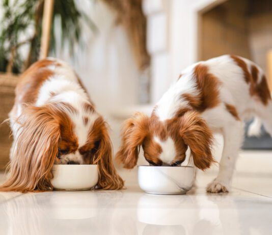 Bloat in dogs can be caused due to eating too swiftly.