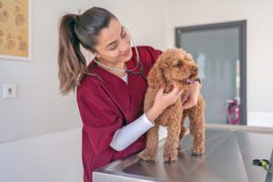 A female doctor checks a puppies heart rate during a visit.