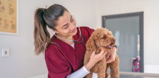 A female doctor checks a puppies heart rate during a visit.