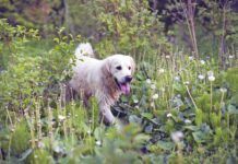 A golden retriever moves through high vegetation.