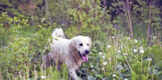 A golden retriever moves through high vegetation.